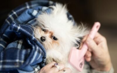 Comment préparer votre chien pour une séance de toilettage