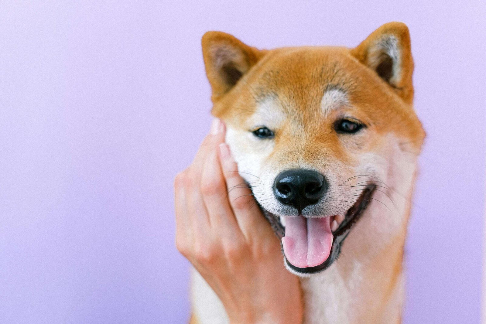 Comment nettoyer les dents de votre chien