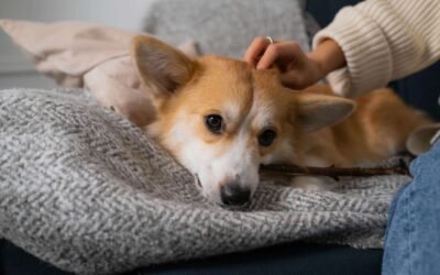 L’importance du nettoyage des oreilles de votre chien