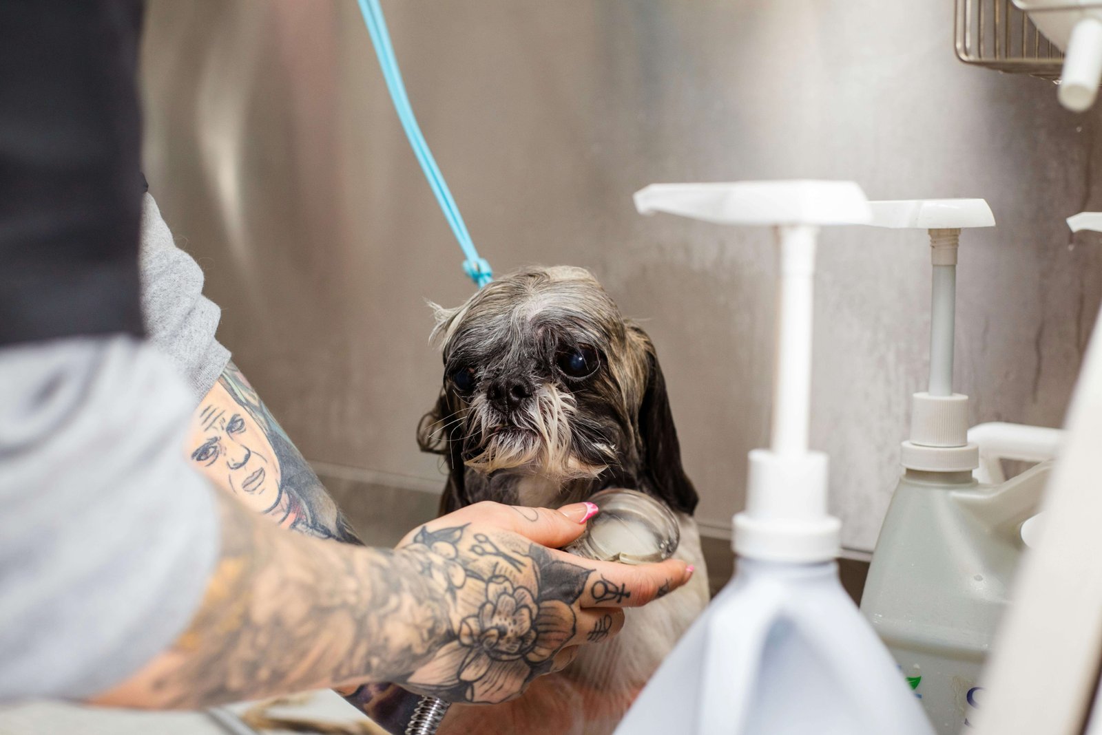 Shampoing pour votre chien