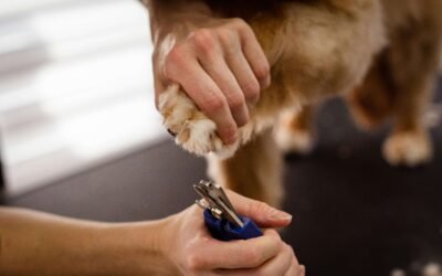 Importance de la coupe des griffes de chien