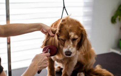 Comment choisir un bon salon de toilettage pour votre chien